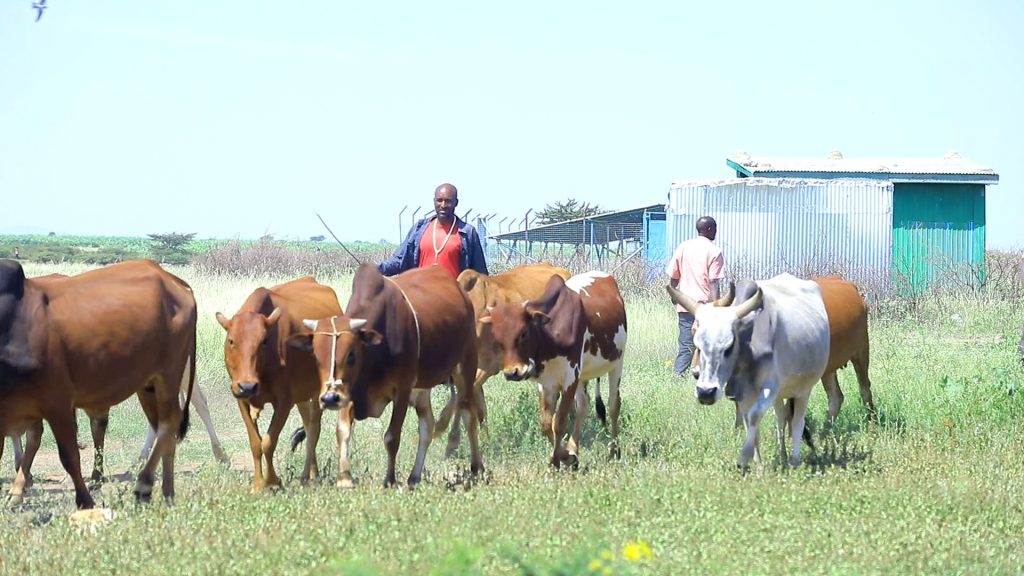 Solar-powered water points improve the food system