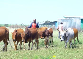 Solar-powered water points improve the food system